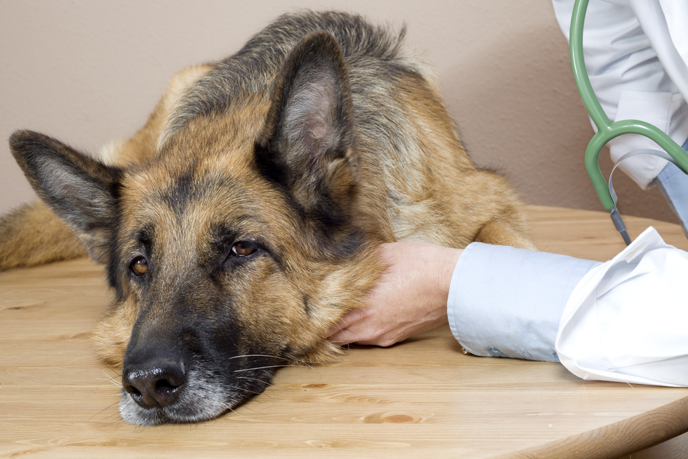 Vet-Advice-About-Keeping-Your-Dogs-Joints-Healthy